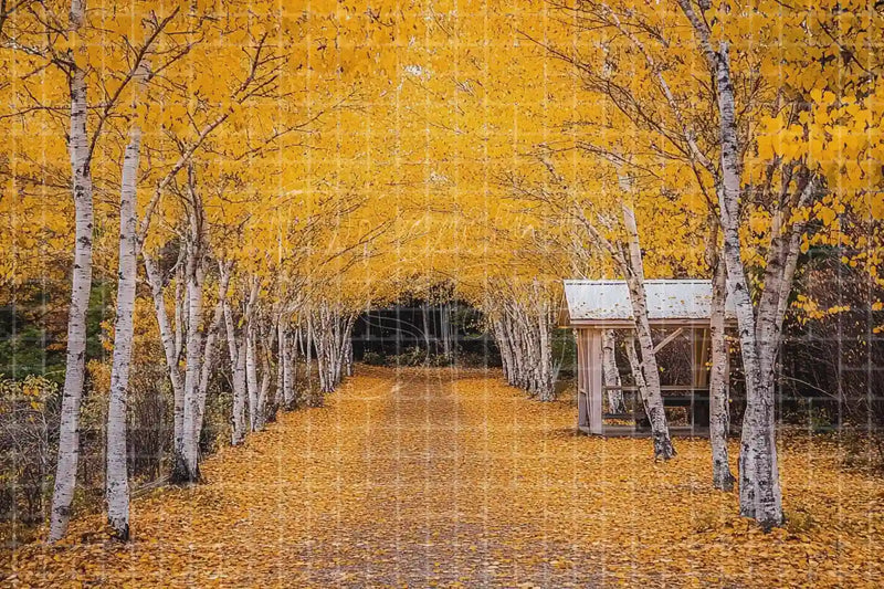 Golden Birch Autumn Walkway digital decor backdrop, high-resolution fall park background for fall events, autumn photo booths, pumpkin patch displays, Thanksgiving decor, shop windows, projection, LED screens, digital screens, local printing, and seasonal decor, including instant download artwork for backdrop, background, photo booth, shop window, projection, LED screen, and local printing use.